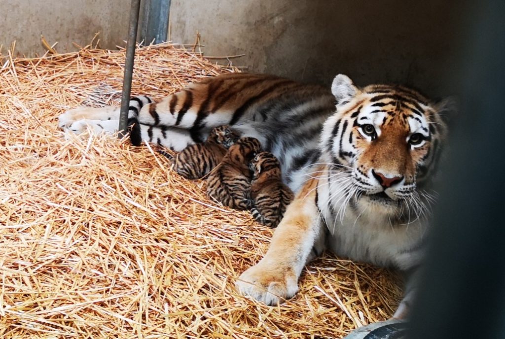 Jonge tijgertjes Aida, Radames en Amneris geboren bij Beekse Bergen